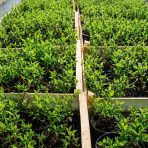 Hortenzia metlinatá (Hydrangea paniculata) ´LIVING RED VELVET®´ by LIVING CREATIONS® - výška 20-30 cm, kont. C1,5L